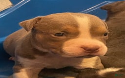American Bully dogs for sale: Merl - Image 1