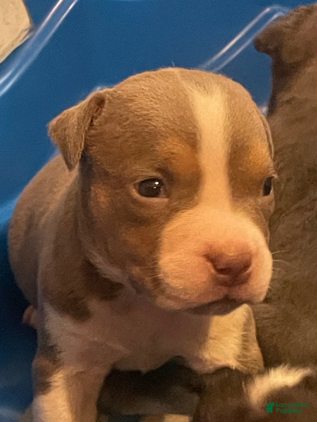 American Bully dogs for sale: Merl - Image 1