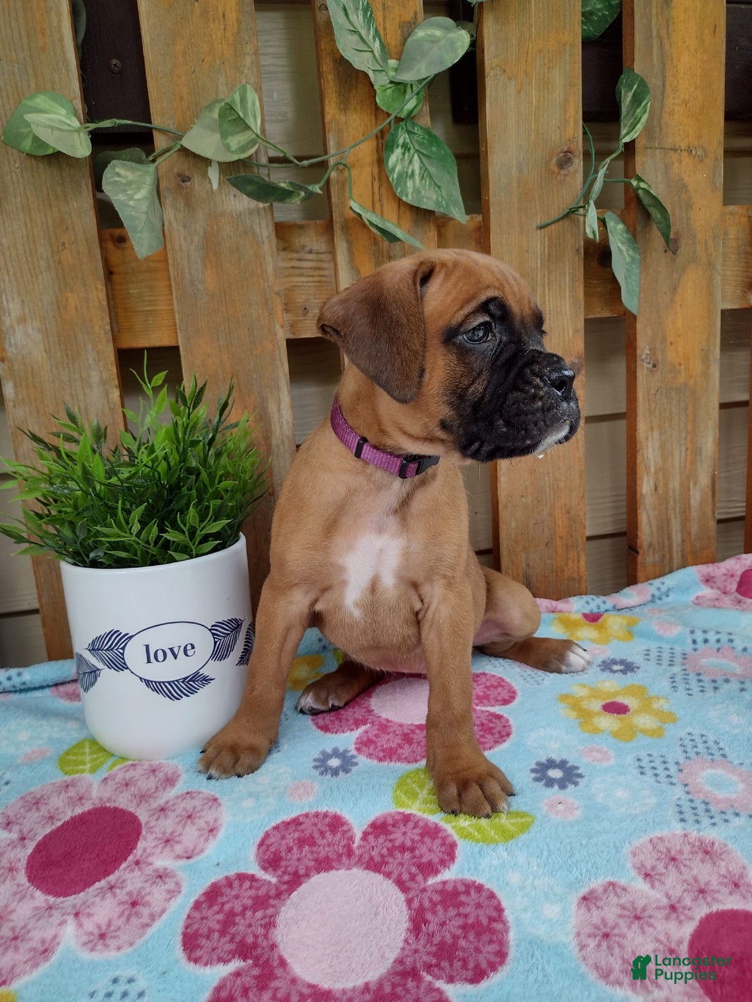 Boxer dogs for sale: Reta - Image 4