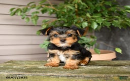 Yorkshire Terrier dogs for sale: Haven - Image 3