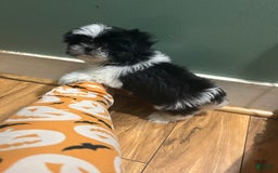 Shih Tzu dogs for sale: Oreo - Image 3