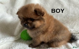 Pomeranian dogs for sale: Tyler - Image 2