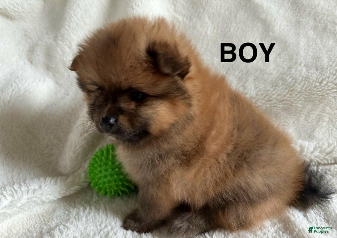 Pomeranian dogs for sale: Tyler - Image 2