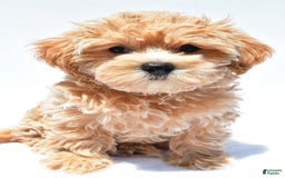 Maltipoo dogs for sale: Chloe - Image 4