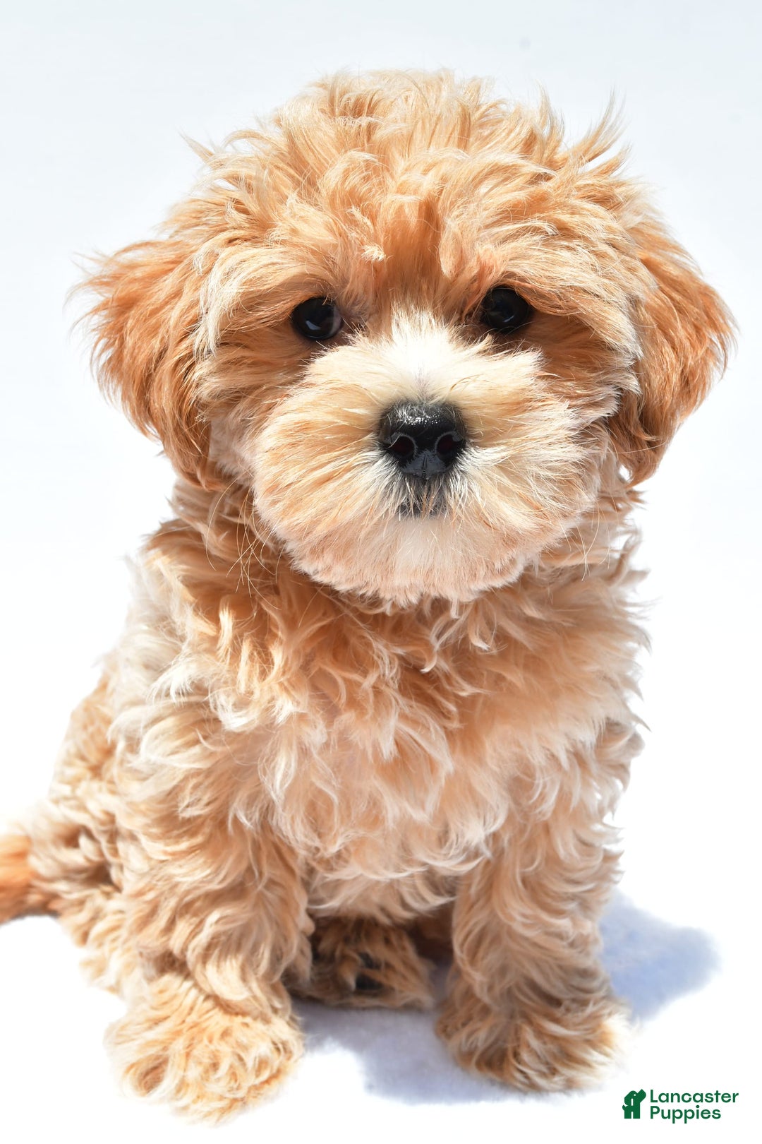 Maltipoo dogs for sale: Chloe - Image 4