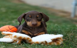 Doberman Pinscher dogs for sale: Doberman Pinscher 7 puppies - Image 7