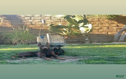 Doberman Pinscher dogs for sale: Boy 3 - Image 4