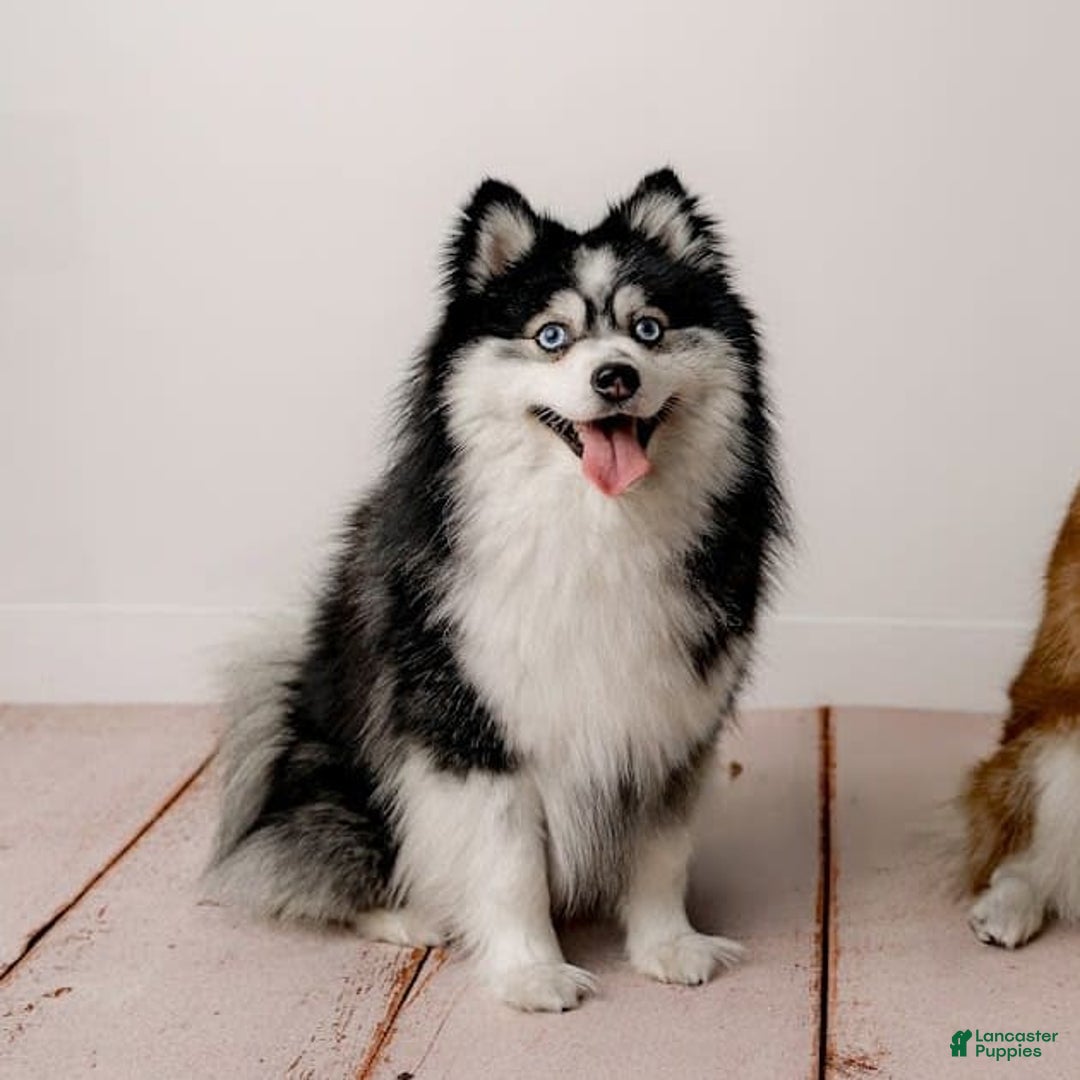 Pomsky dogs for stud: Zion Bartholomew - Image 1