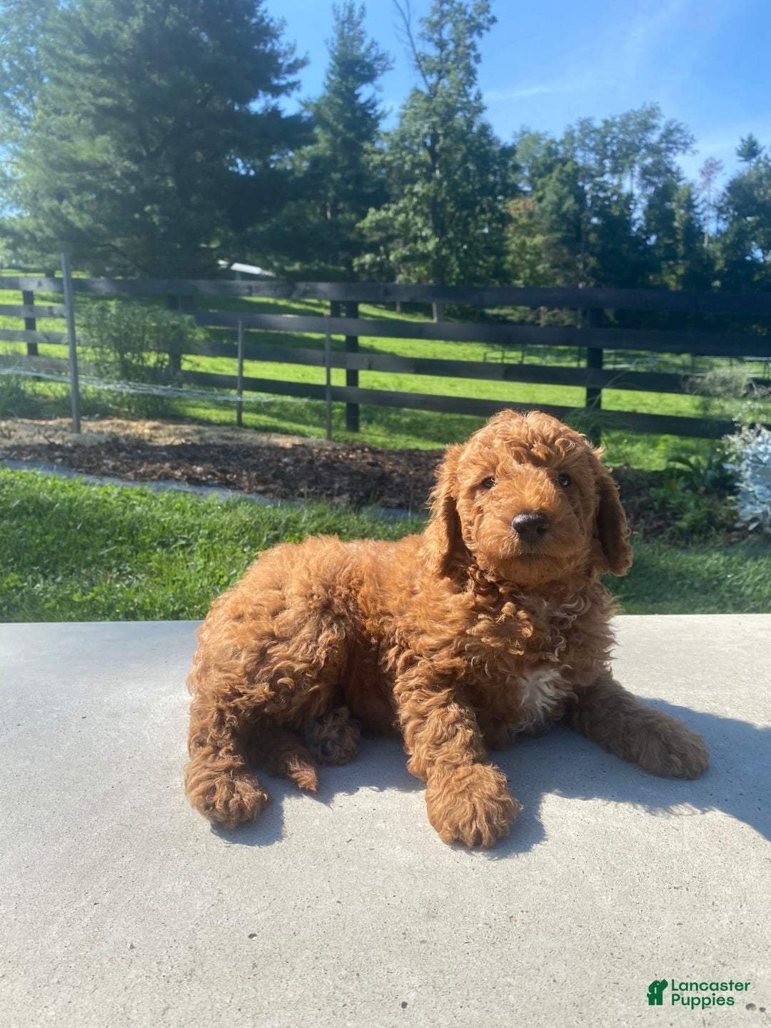 Mini Goldendoodle dogs for sale: Deacon - Image 7