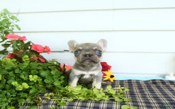 French Bulldog dogs for sale: Diamond - Image 5