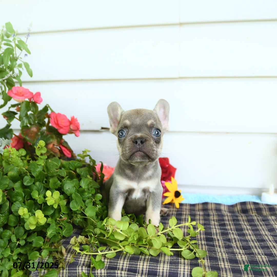 French Bulldog dogs for sale: Diamond - Image 5