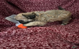 Teddy Bear dogs for sale: Sadie - Image 7