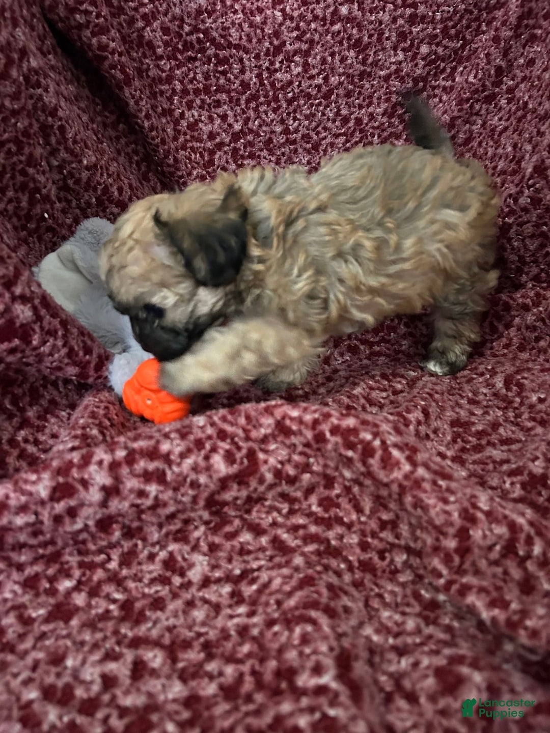 Teddy Bear dogs for sale: Sadie - Image 7