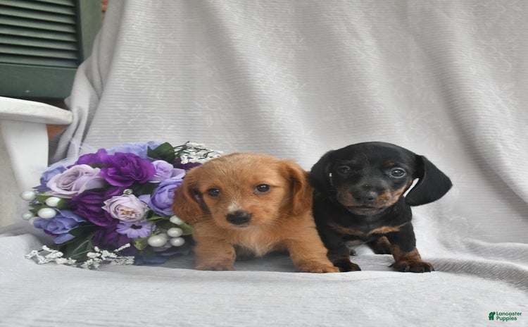 Dachshund dogs for sale - Ad 4