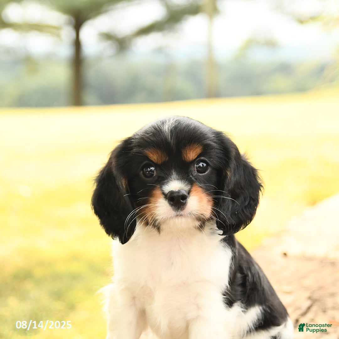 Cavalier King Charles Spaniel dogs for sale: Domino - Image 2