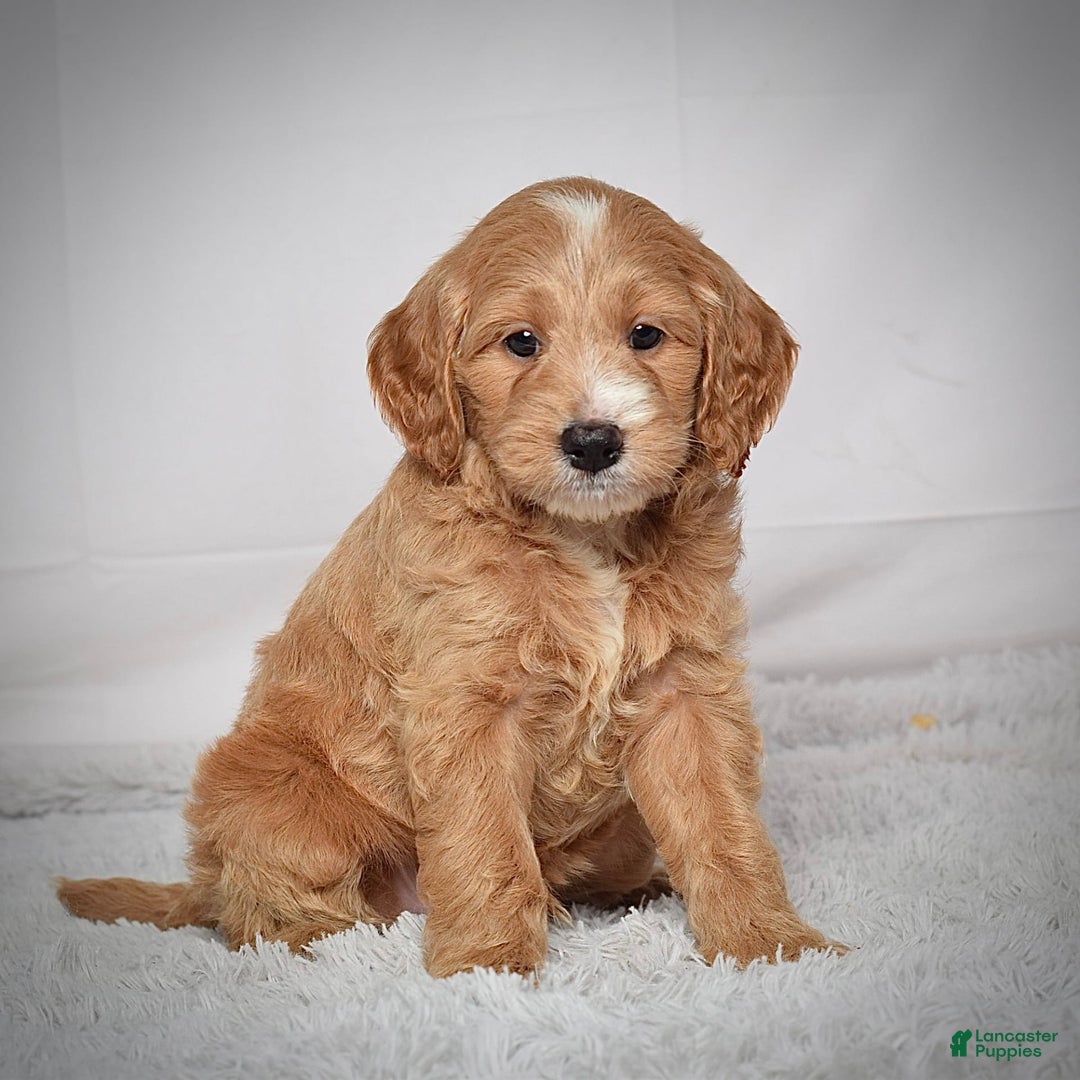  dogs for sale: Mini Goldendoodle 3 puppies - Image 3