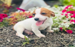 Jack Russell Terrier dogs for sale: Lilly - Image 6