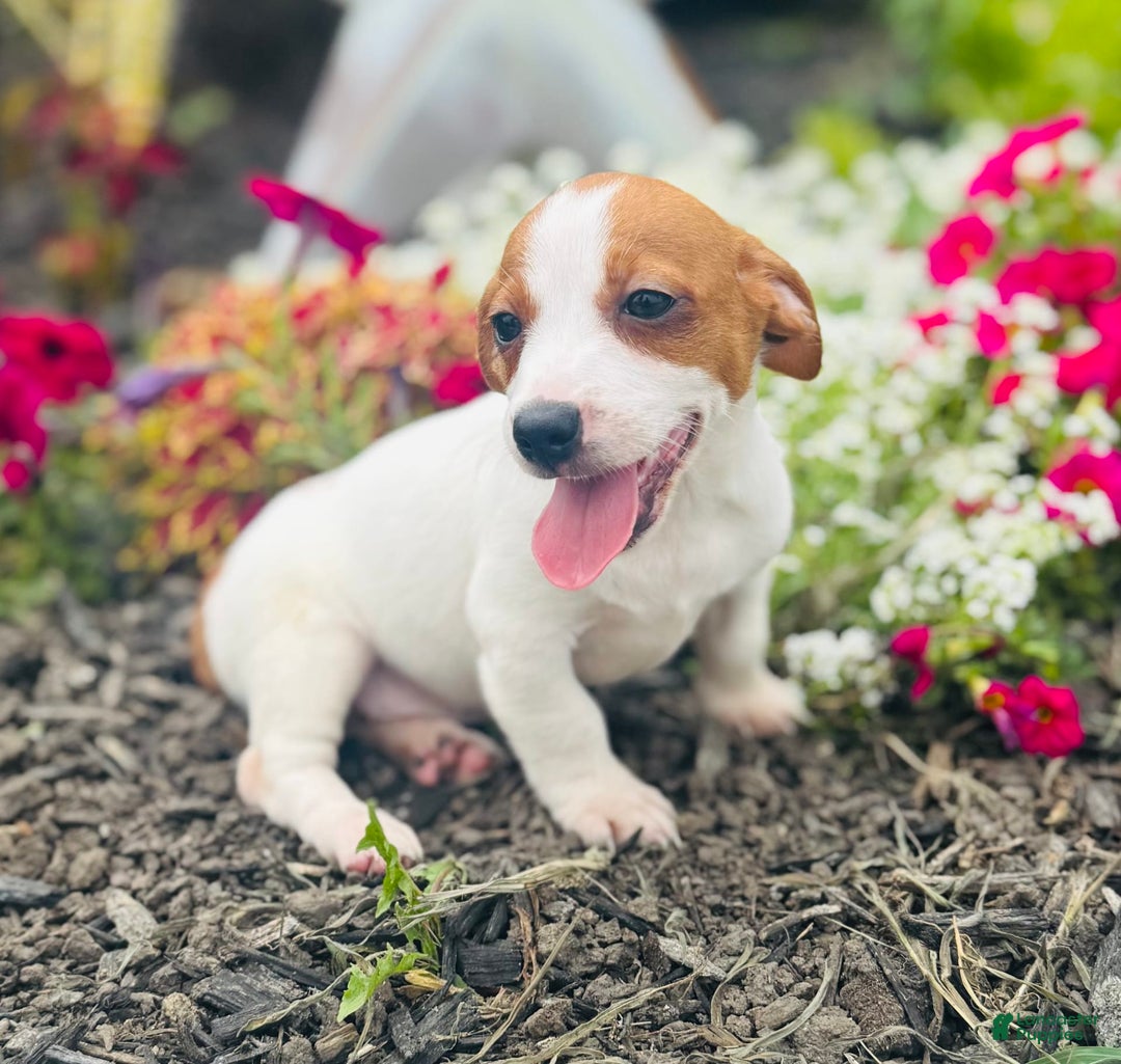 Jack Russell Terrier dogs for sale: Lilly - Image 6