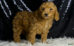 Mini Goldendoodle dogs for sale: Junebug - Image 6