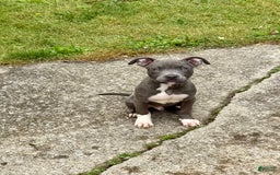 American Bully dogs for sale: Moon - Image 4