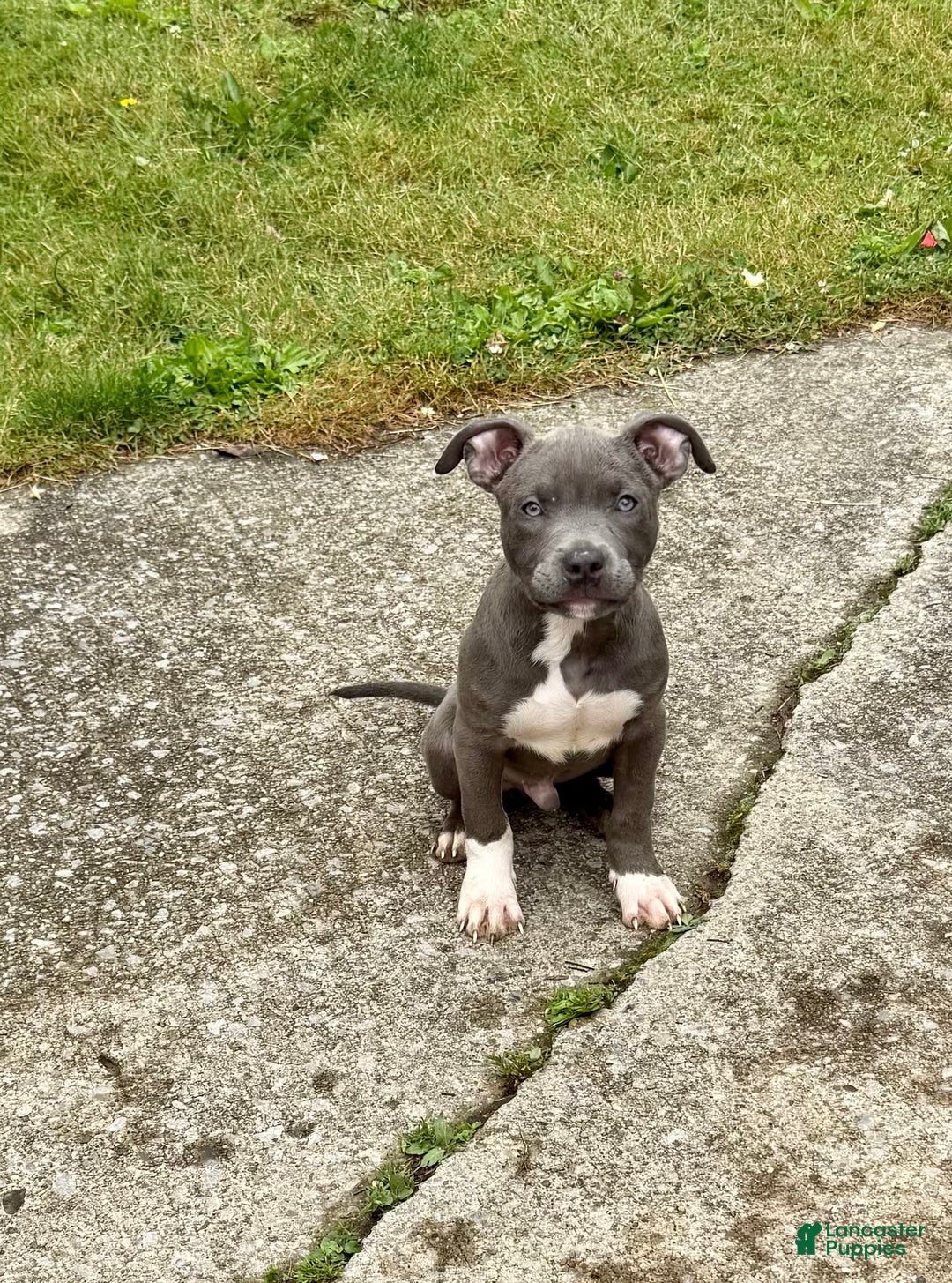 American Bully dogs for sale: Moon - Image 4