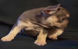 French Bulldog dogs for sale: Nova - Image 7