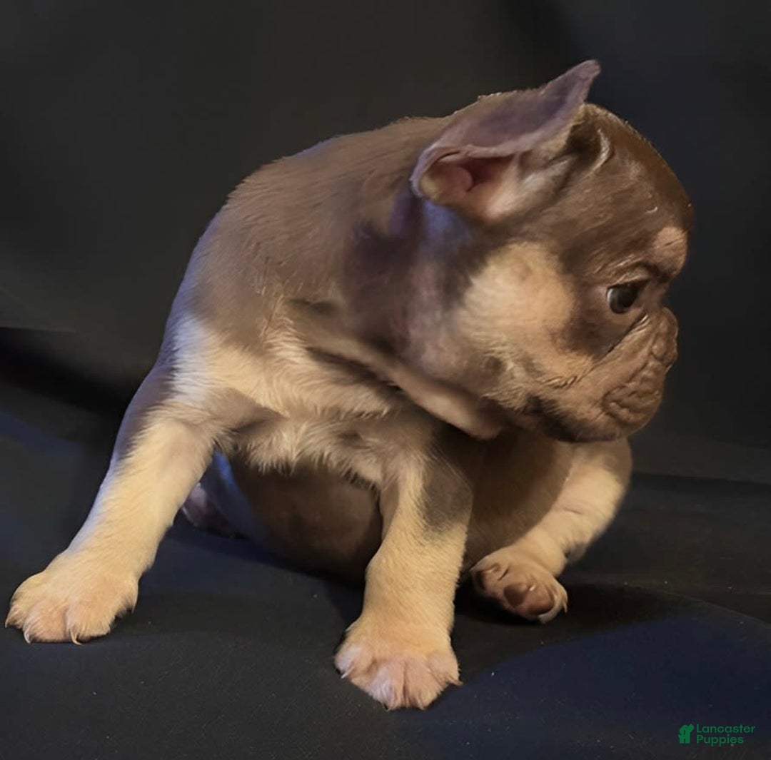 French Bulldog dogs for sale: Nova - Image 7