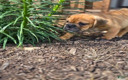 English Bulldog dogs for sale: Hunter - Image 8