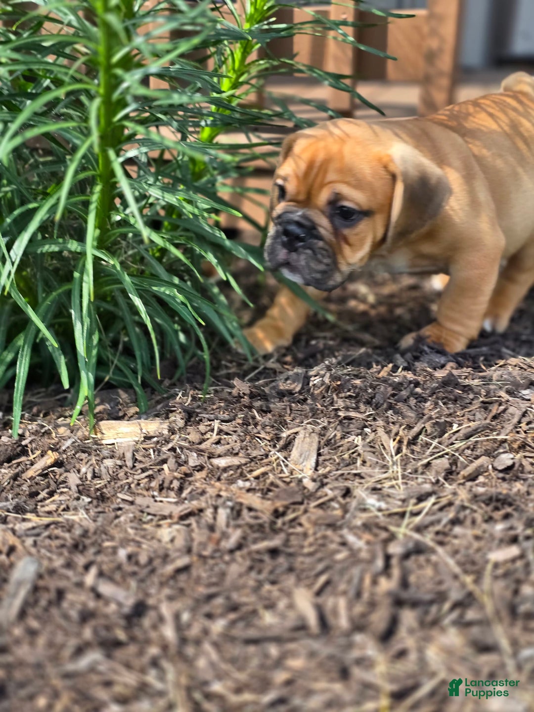 English Bulldog dogs for sale: Hunter - Image 8