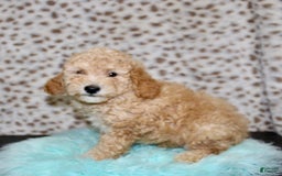 Miniature Poodle dogs for sale: Cliff - Image 5