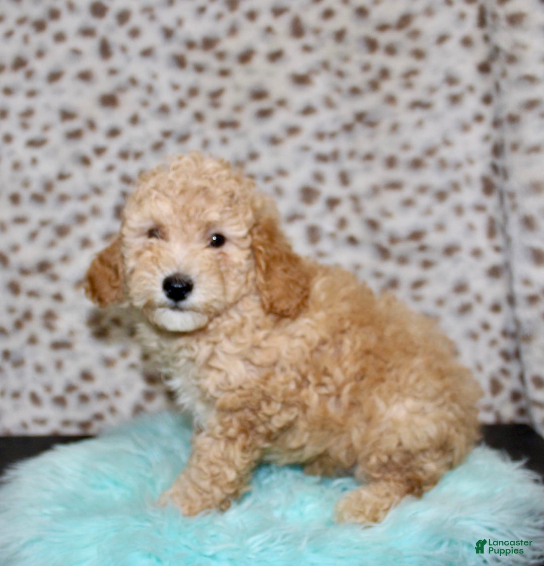 Miniature Poodle dogs for sale: Cliff - Image 5