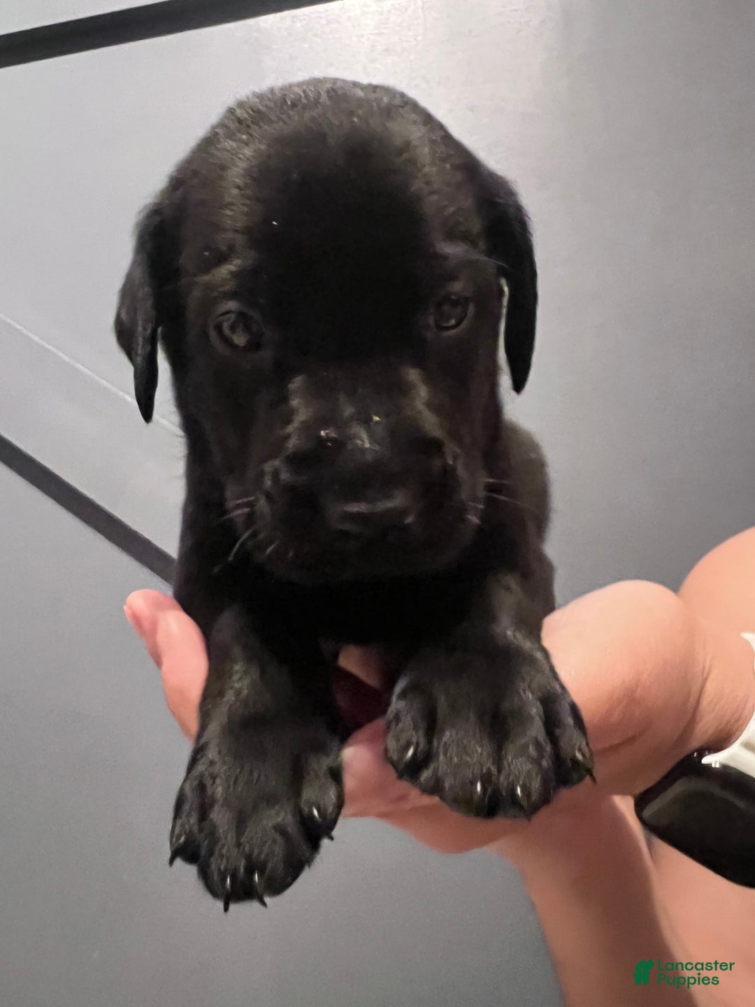 Labrador Retriever dogs for sale: Knight - Image 1