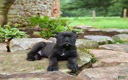Cane Corso dogs for sale: Ted - Image 6