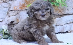 Mini Goldendoodle dogs for sale: Sunflower F1b - Image 8