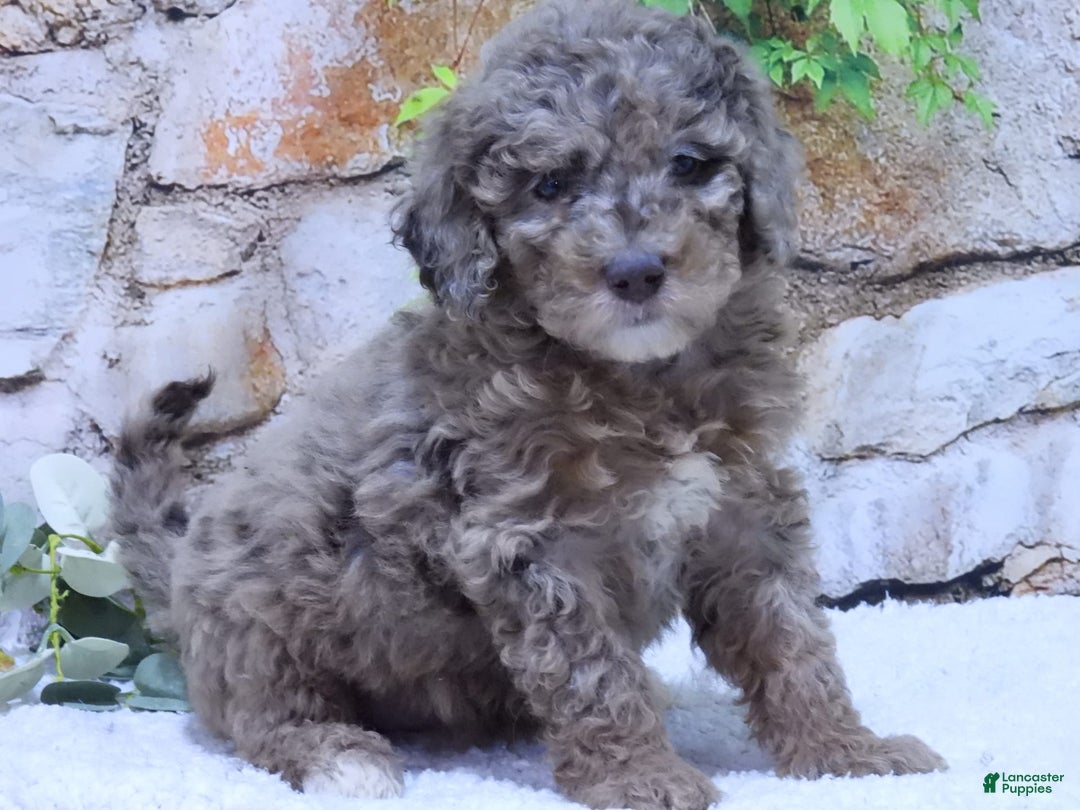 Mini Goldendoodle dogs for sale: Sunflower F1b - Image 8