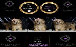 Miniature Poodle dogs for sale: Winnie - Image 1