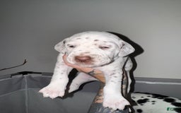 Dalmatian dogs for sale: Angel Leash - Image 1
