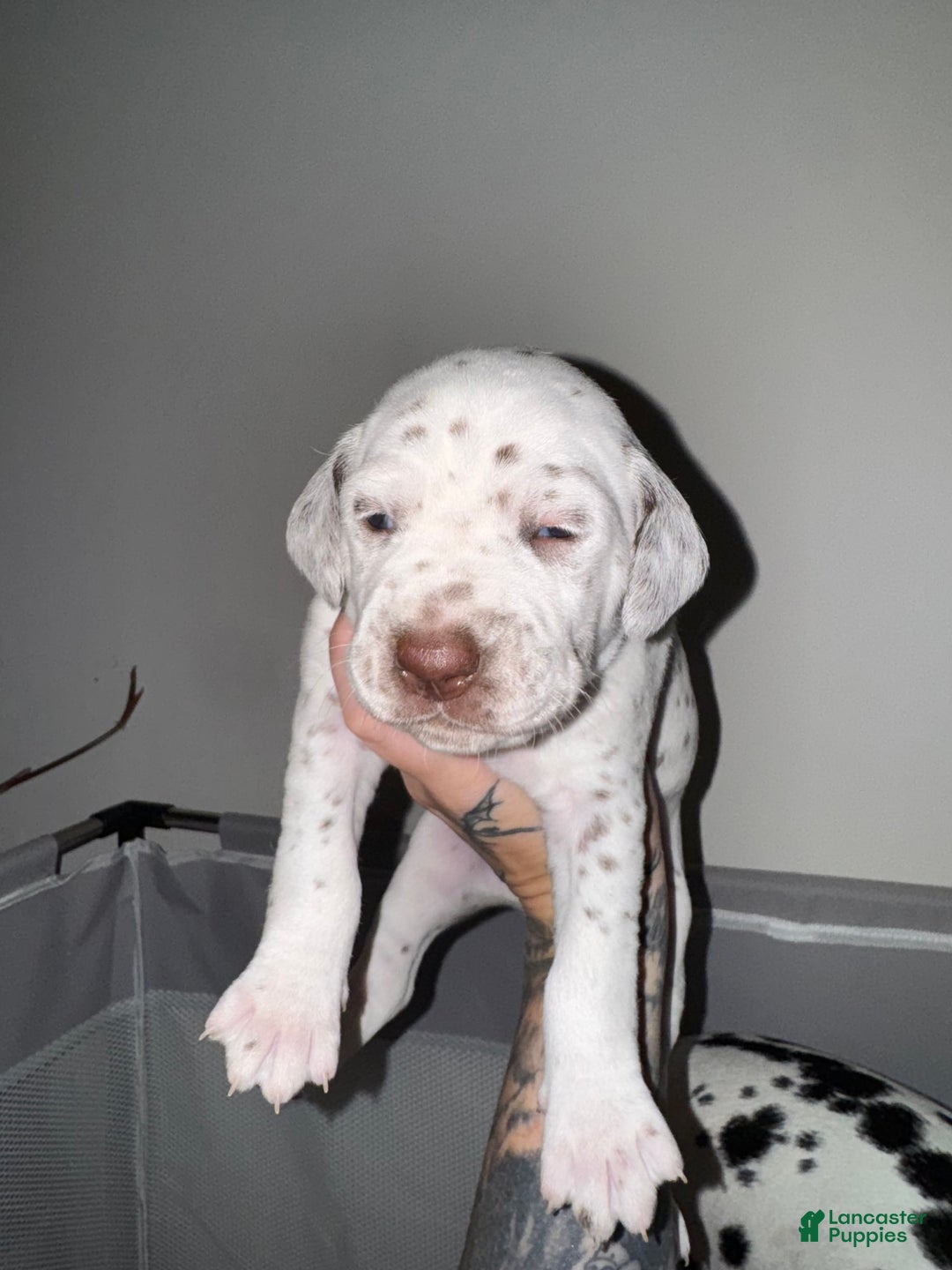Dalmatian dogs for sale: Angel Leash - Image 1