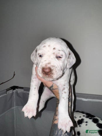 Dalmatian dogs for sale - Ad 4