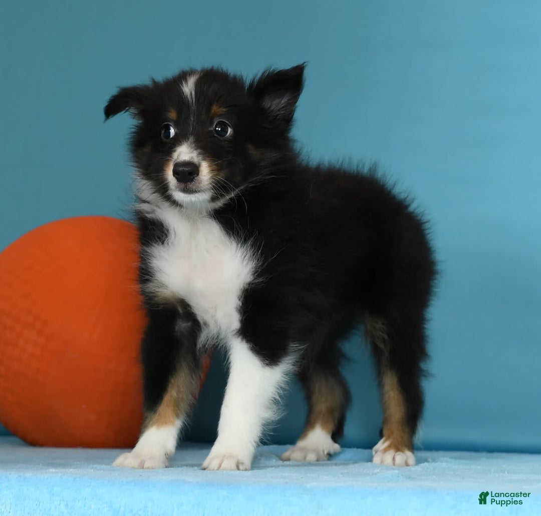 Shetland Sheepdog dogs for sale: Meekah - Image 4
