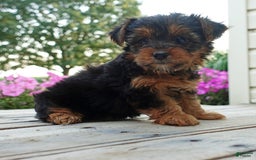 Yorkshire Terrier dogs for sale: Tia - Image 6