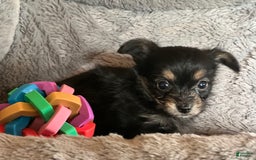 Biewer Terrier dogs for sale: Maggie - Image 2