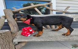 Rottweiler dogs for sale: Ashton - Image 1