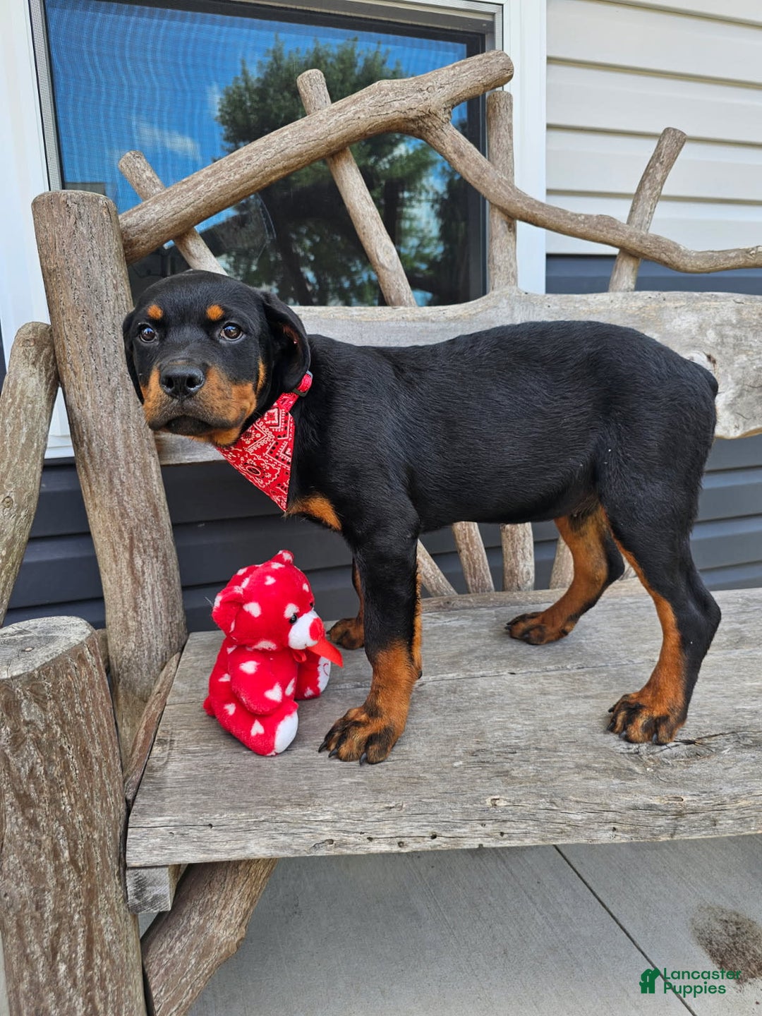 Rottweiler dogs for sale: Ashton - Image 1