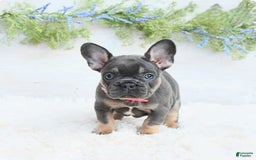 French Bulldog dogs for sale: Nibbles - Image 1