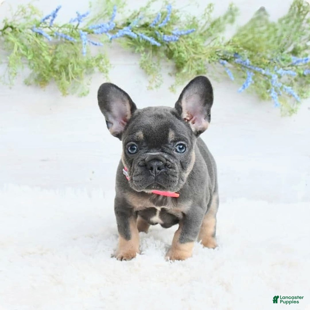 French Bulldog dogs for sale: Nibbles - Image 1