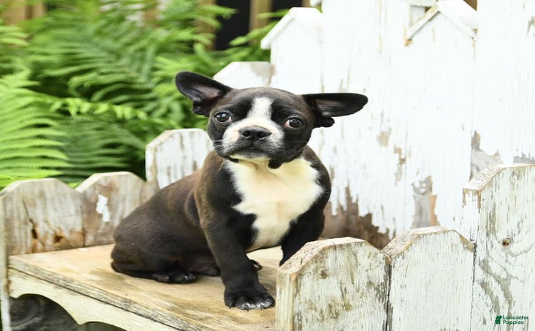 Boston Terrier dogs for sale - Ad 2