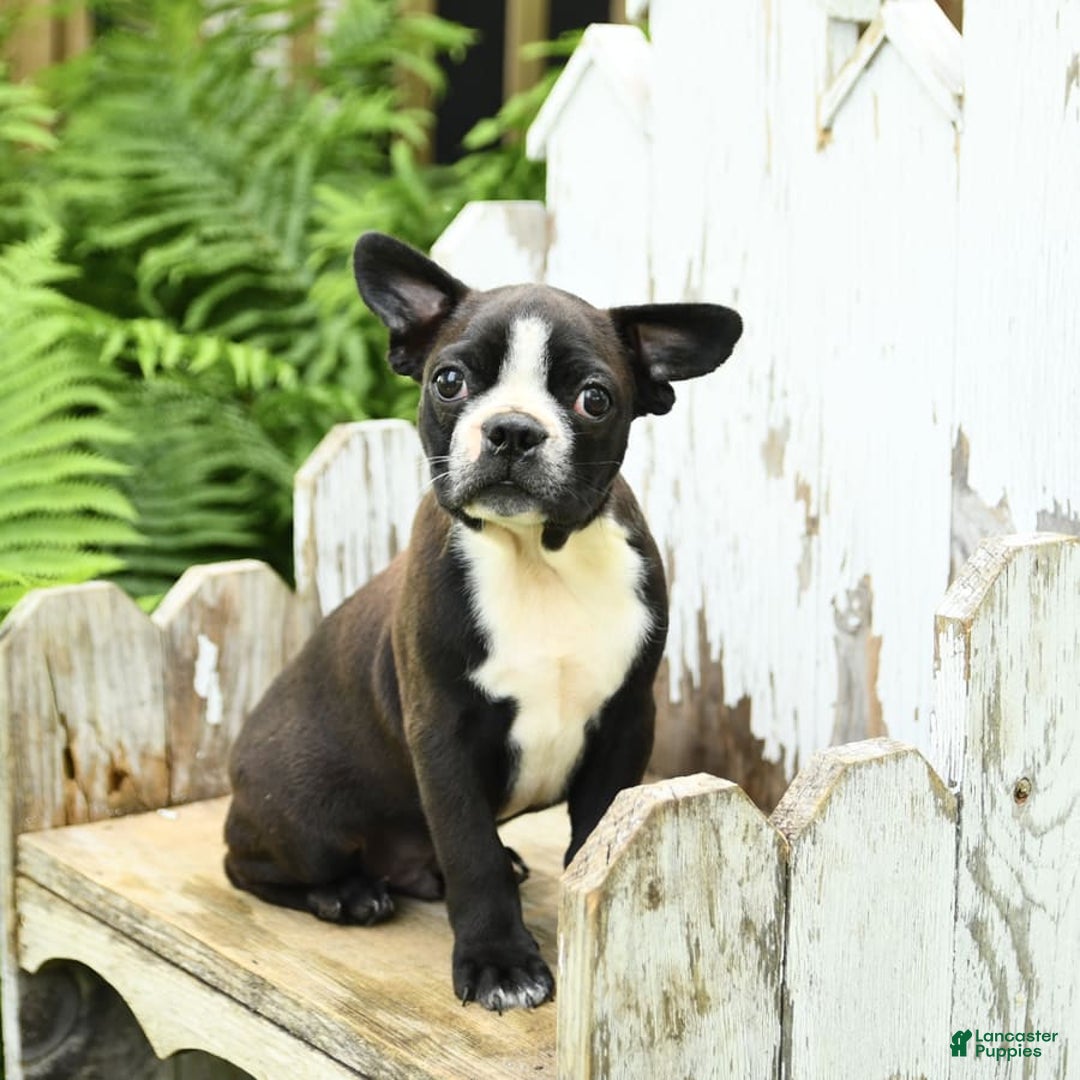 Boston Terrier dogs for sale: King - Image 1