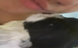 Shihpoo dogs for sale: Melon - Image 3