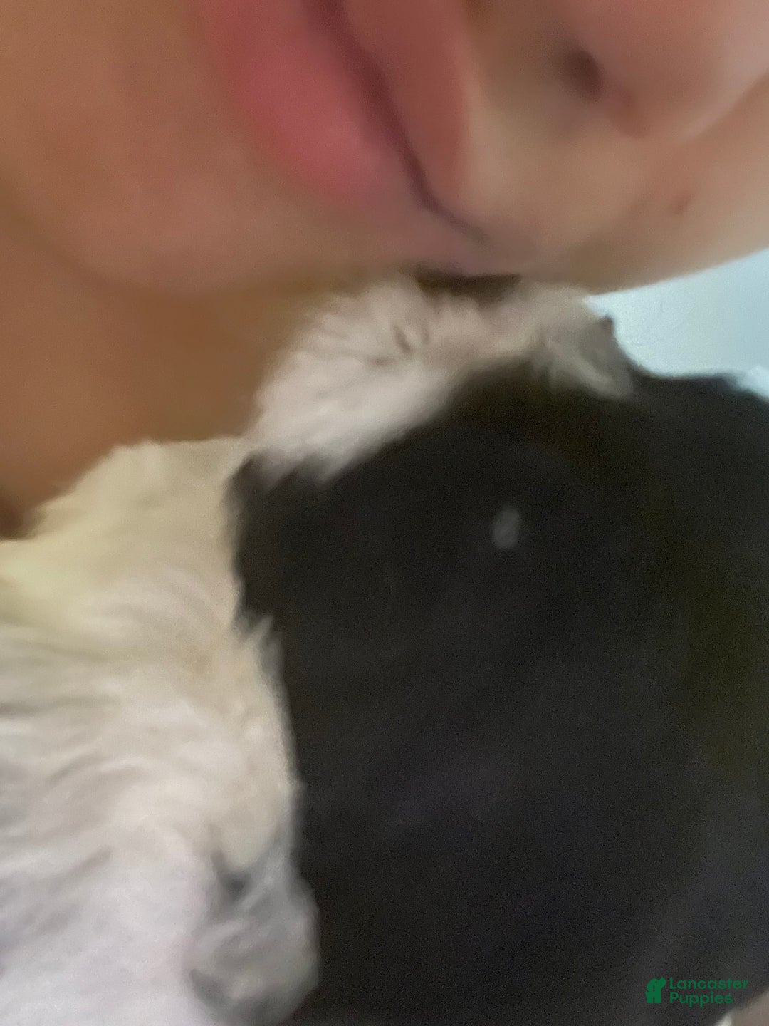 Shihpoo dogs for sale: Melon - Image 3